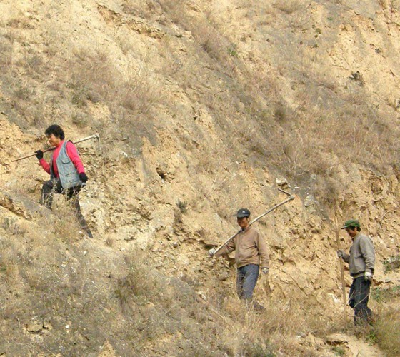 雖沒(méi)有十里桃林，漫山遍野的灼灼芳華。但我們有萬(wàn)畝國(guó)家級(jí)標(biāo)準(zhǔn)化油橄欖種植示范基地，漫山遍野，香氣撲鼻。畝是中國(guó)市制土地面積單位，一畝等于六十平..